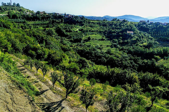 Brda vineyard terraces, slovenia