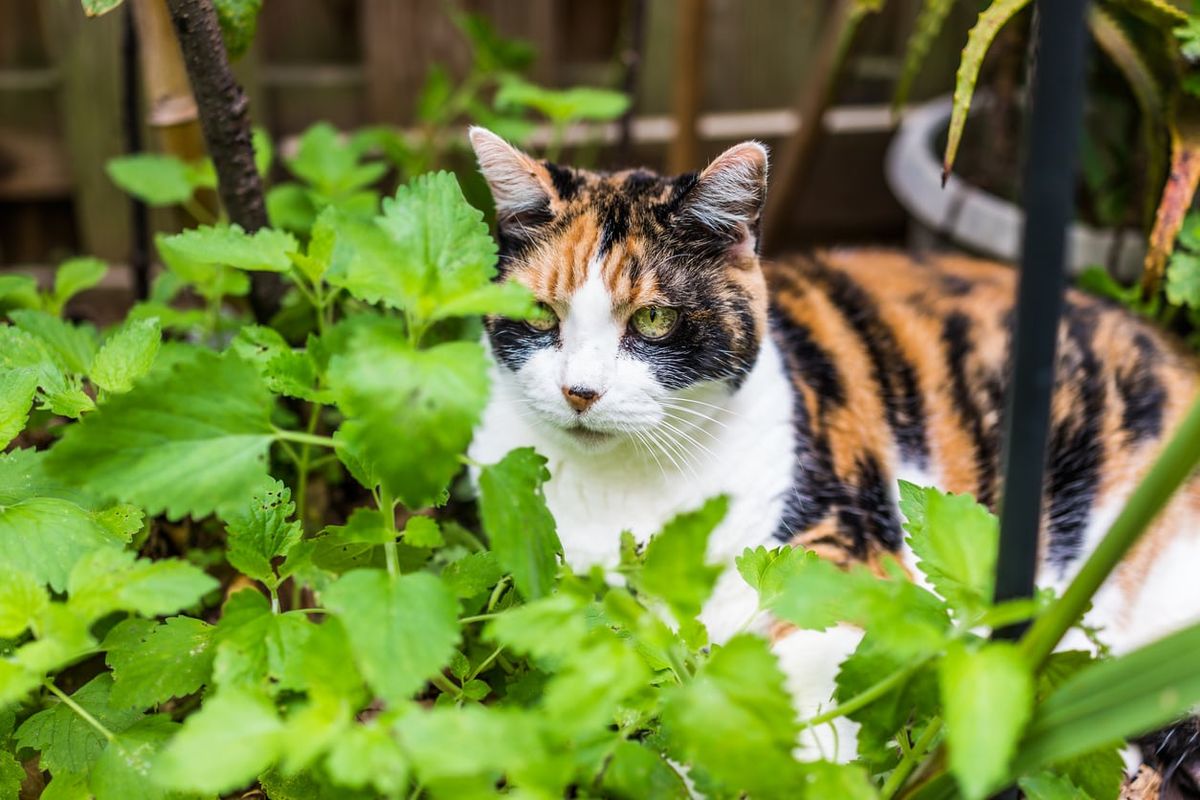 Catnip Vs Catmint Learn The Difference Between Catmint And Catnip Plants Gardening Know How