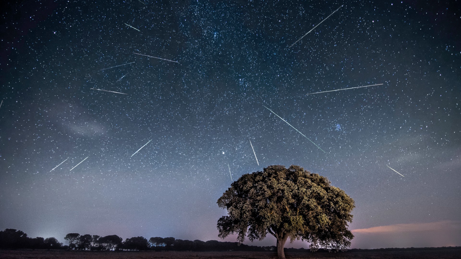 Bright streaks of light intersect with stars in the night sky above a tree in a field.