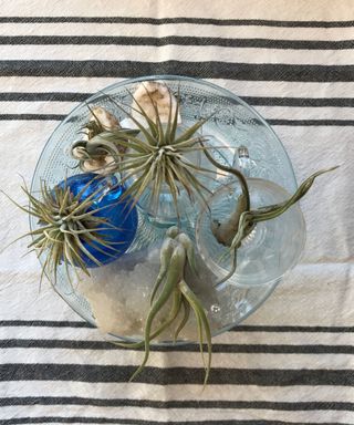 A birds eye view of a blue glass bowl with four air plants in it in blue and clear bowls and white rocks beneath them, on a white cloth with a striped black pattern at the top and bottom