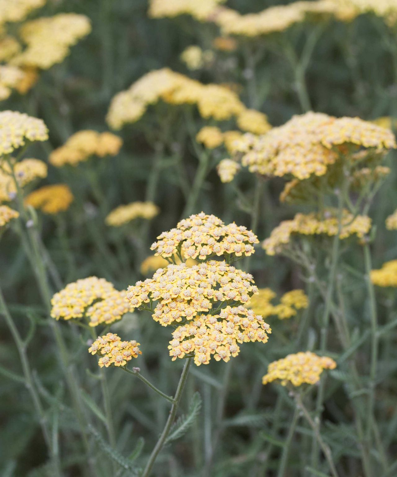 yellow Achillea millefolium or yarrow