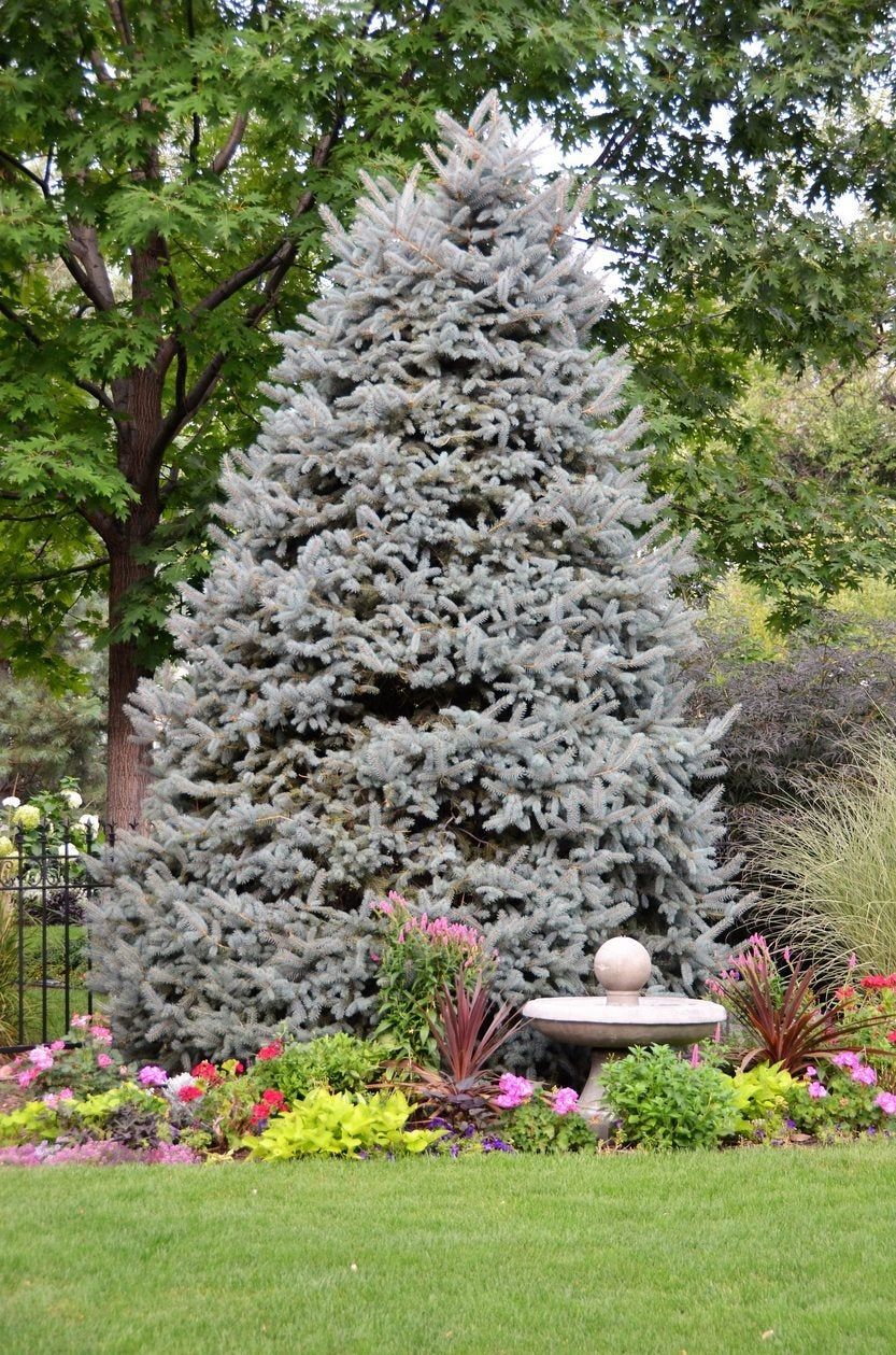 blue spruce