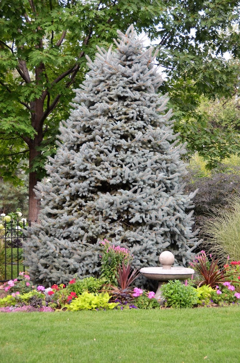 How To Plant, Fertilize, Prune & Water A Colorado Blue Spruce Trees -  Wilson Bros Gardens