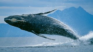 Whales are capable of making long compositions that are unique to each pod.