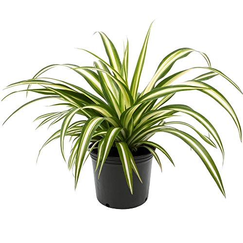 American Plant Exchange Spider Plant &amp;ndash; 6-Inch Pot &amp;ndash; Live Easy Care Indoor Houseplant, Air-Purifying, Pet-Friendly, Fast-Growing Trailing Plant for Home, Office &amp;amp; Hanging Basket D&amp;eacute;cor