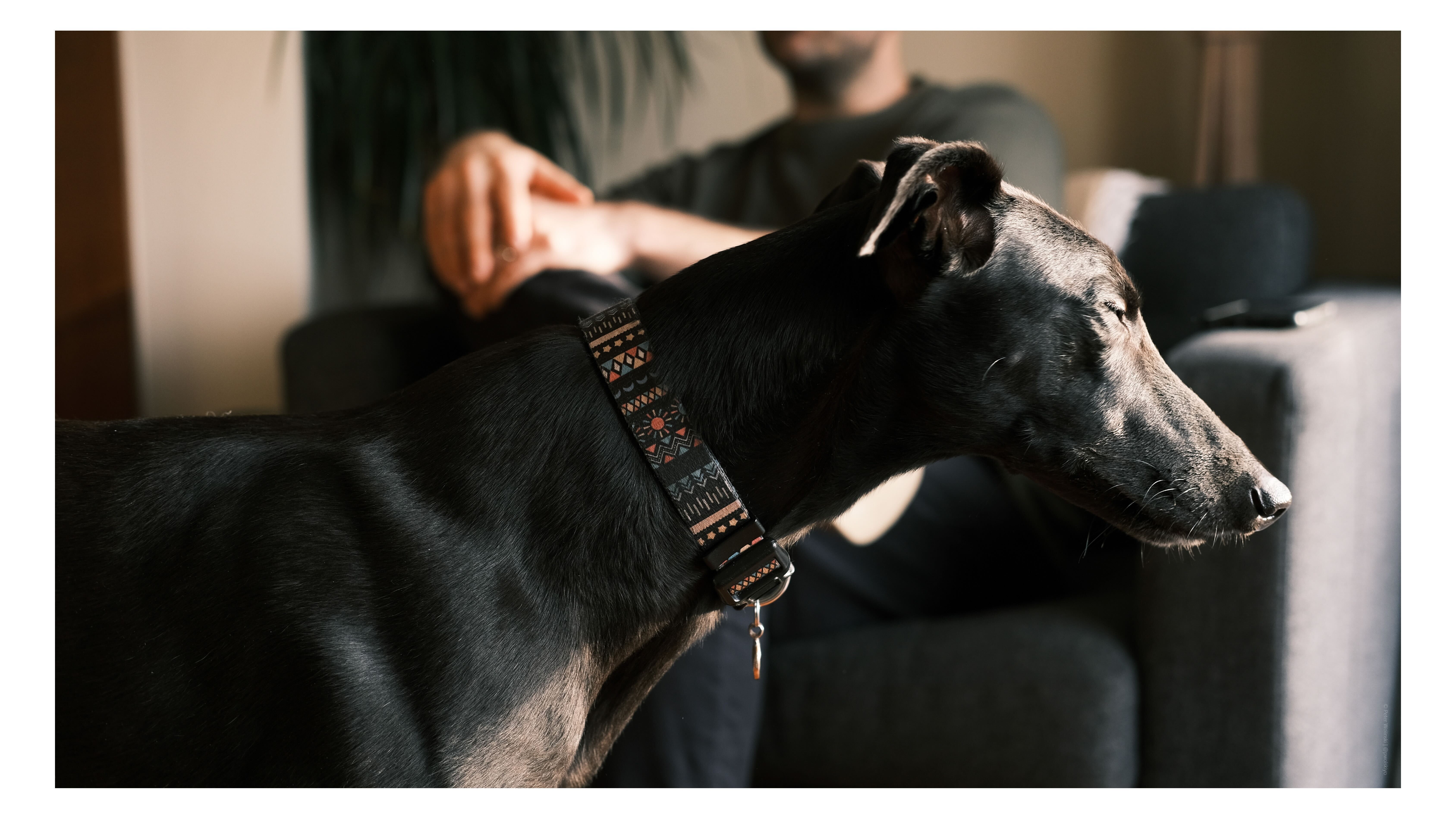 A photo of a dog taken on the Fujifilm X-E4