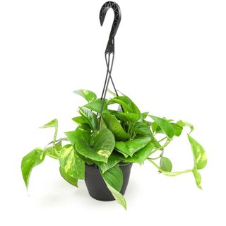 Element by Altman Plants Golden Pothos Easy Care Houseplant,