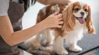 Cavalier King Charles Spaniel being brushed