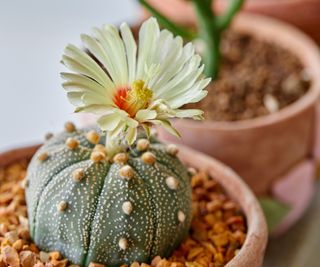 Astrophytum asterias cactus, Sand Dollar cactus