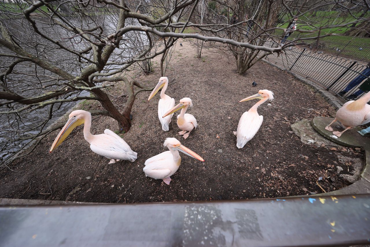 Pelicans next to a pond