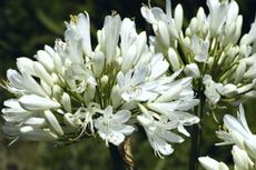 agapanthus variety