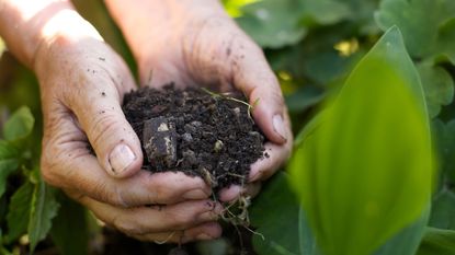 person holding a handful of soil in a garden