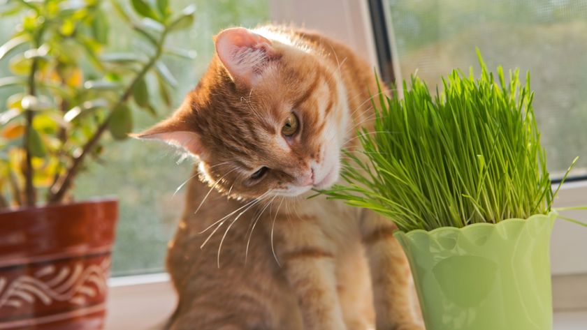 Ginger cat chewing on catnip plant 