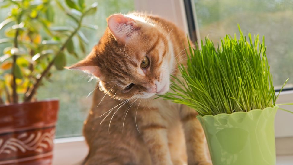 Can Cats Eat Catnip PetsRadar can-cats-eat-catnip-petsradar