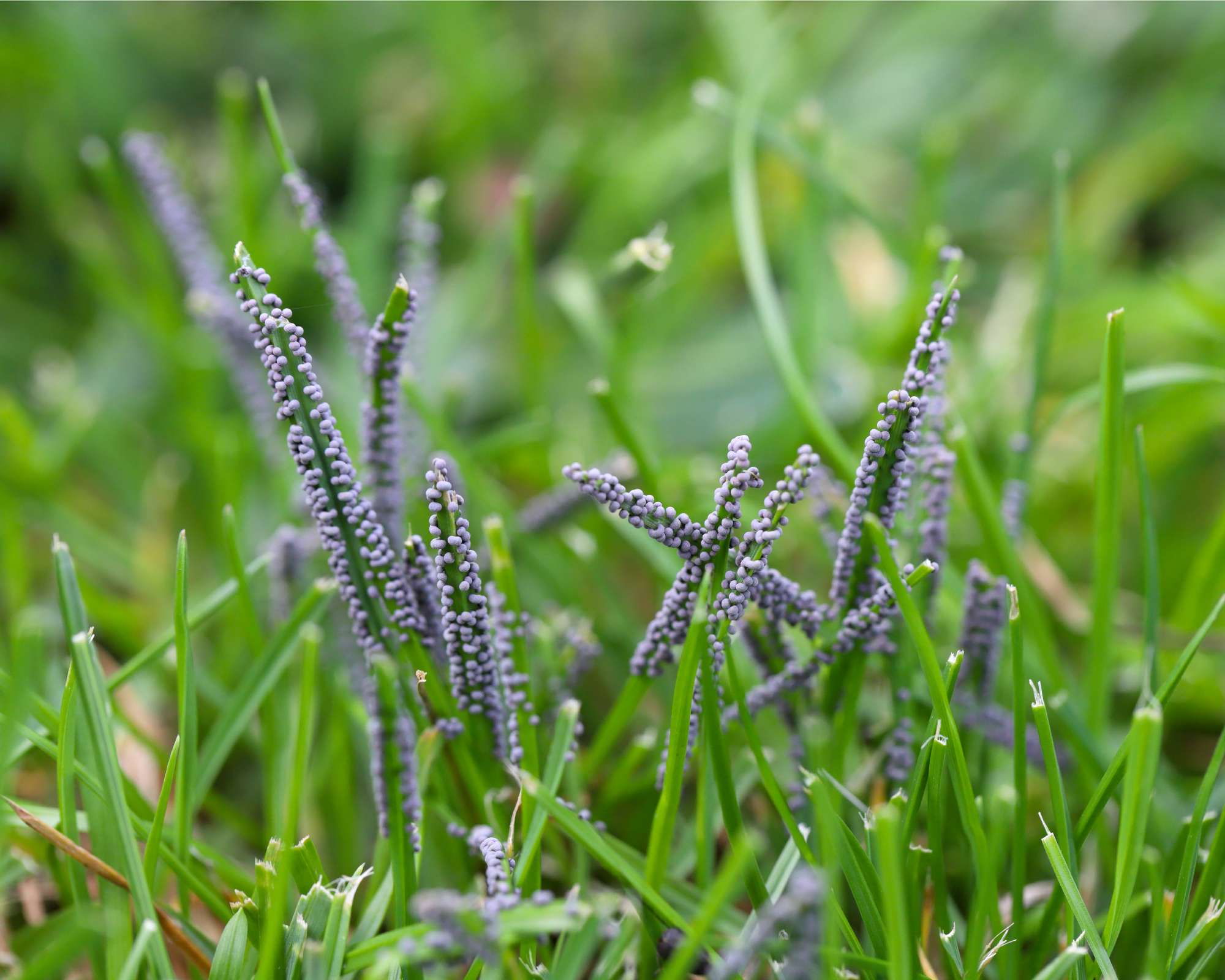 slime mold on grass