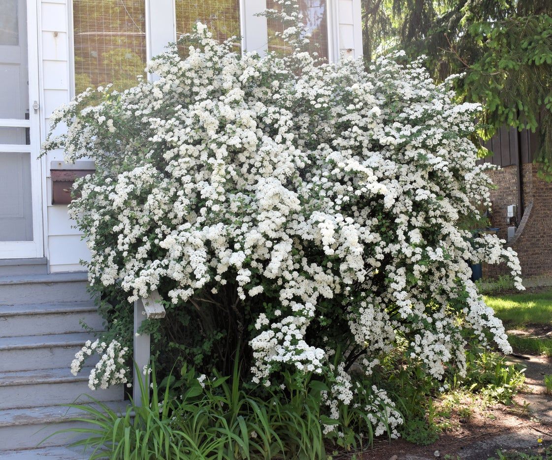 White Flowered Spirea Bush