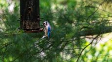 Blue jay at cage bird feeder