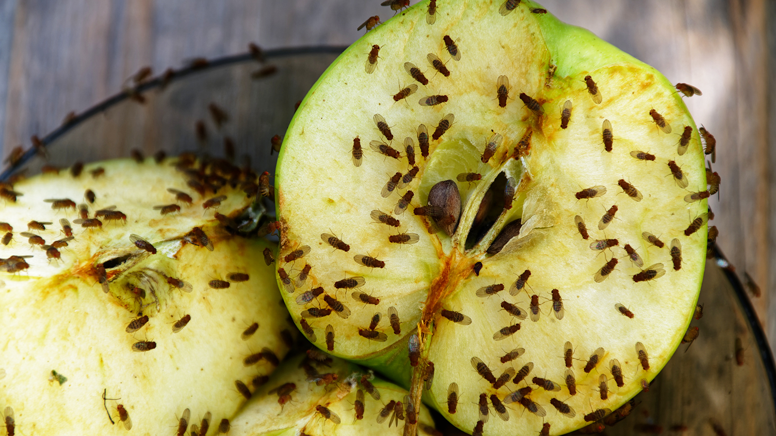 Fruit fly traps