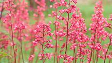 pink coral bell flowers