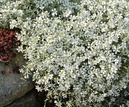 Best drought-tolerant ground cover plants: 12 low-growing plants ...