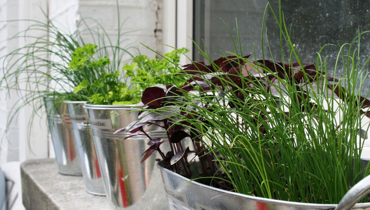 herbs on a window sill