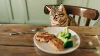 Cat eating human food