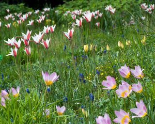 spring bulbs in grass