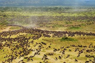 Wildebeest migration across the Serengeti.