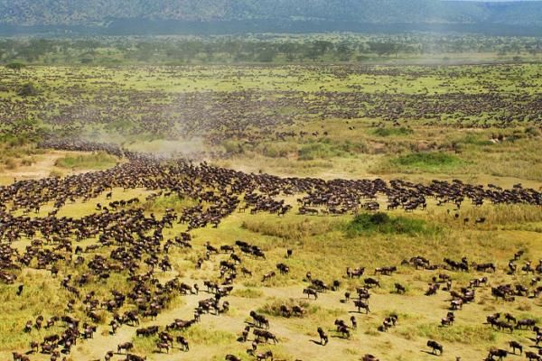 wildebeest-serengeti-migration-100901-02