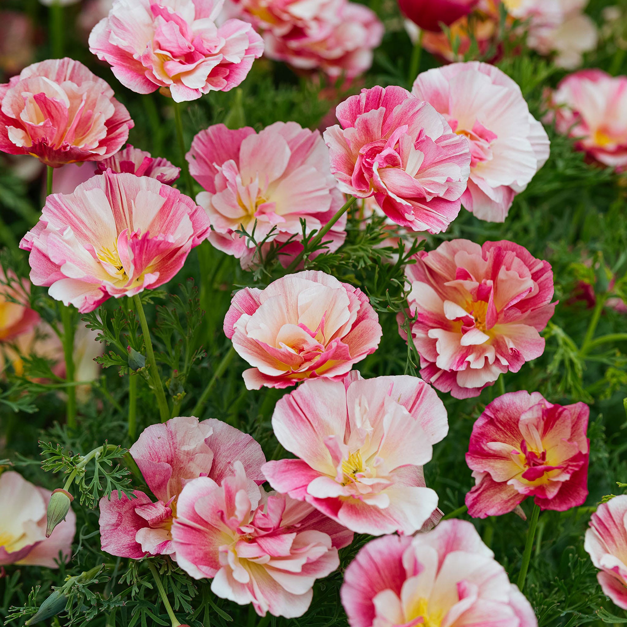 Frilly Fun Appleblossom California Poppy Seeds