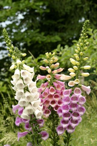 growing foxgloves in a garden getty images 1151125876