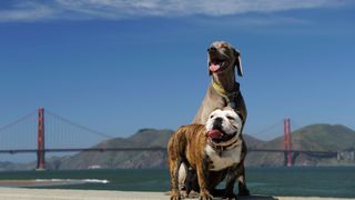Two dogs in front of the Golden Gate Bridge