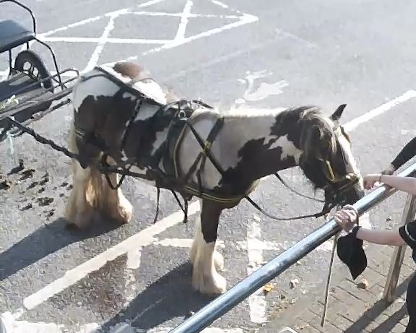 RSPCA1.jpg