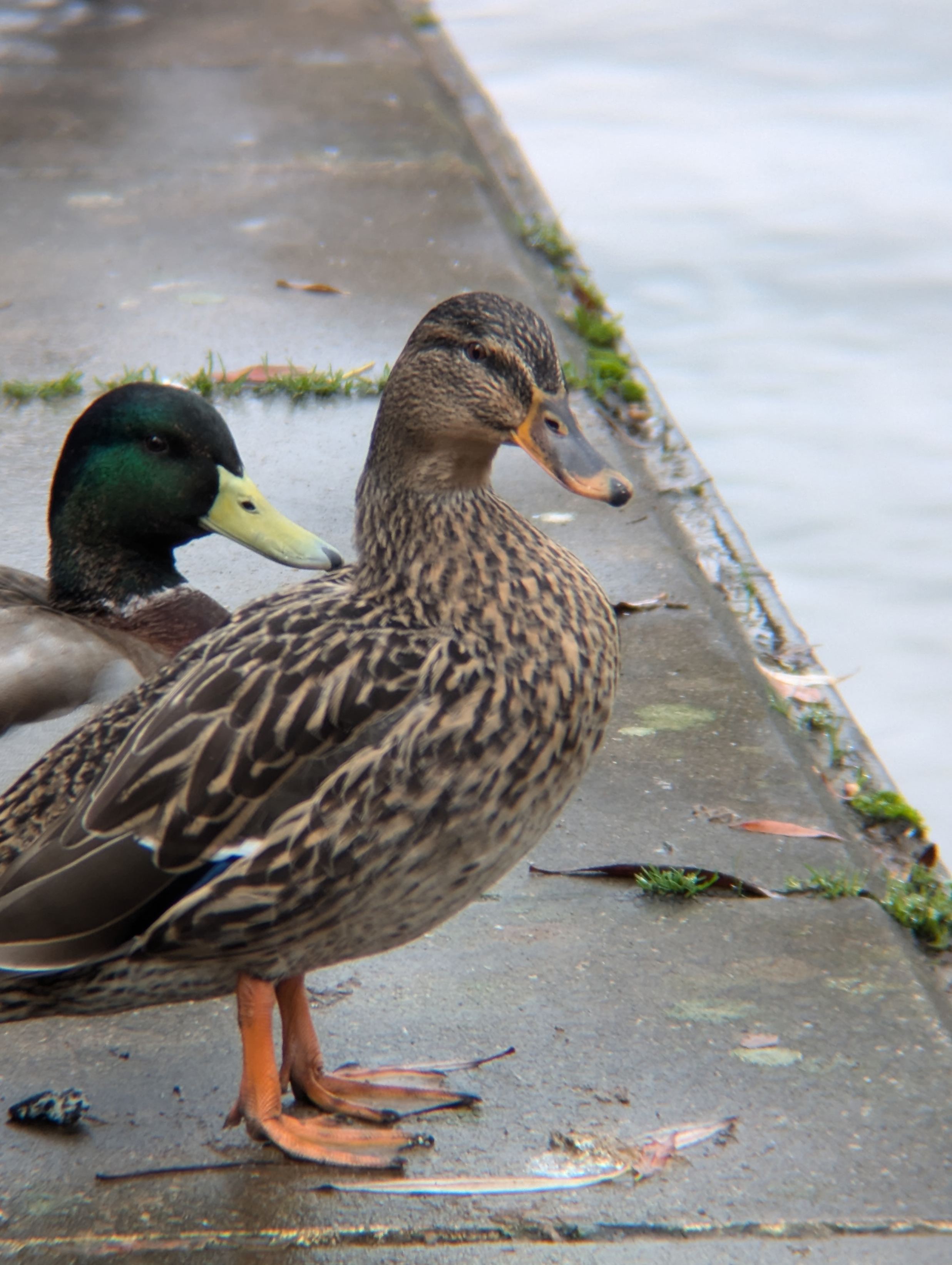 A photo of a duck taken on a Google Pixel 7 Pro