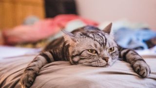 Cat lying on bed looking bored