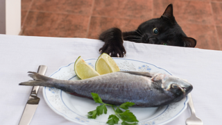 Fish on a plate with lemon on a table, with a cat trying to paw it