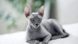 Popular cat breeds