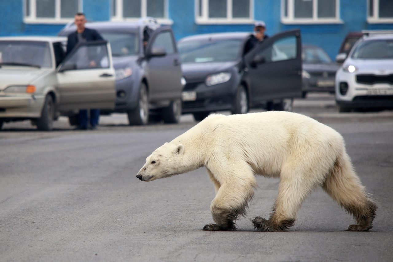 Polar bear.