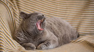 British Shorthair Cat