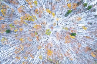 Colorful autumn tree tops taken from above on the snowy ground