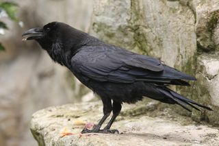 Members of the same genus as crows, ravens are larger birds with bigger bills.