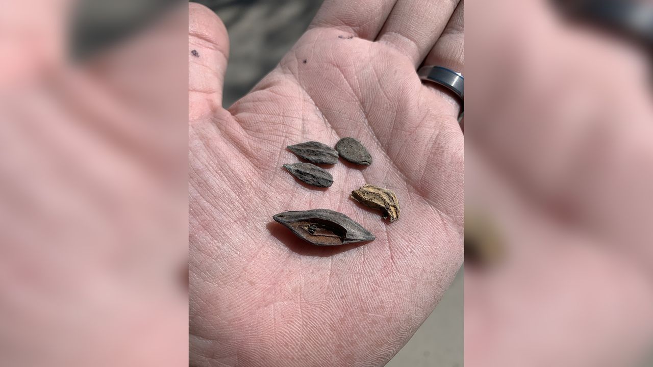 The dry desert conditions of northwest Utah preserve artifacts well -- even organic ones like melon seeds, peanut shells and Chinese dates. These remnants of Chinese railroad workers' diets suggest that the immigrants were still eating comfort food from home, even in remote Terrace.