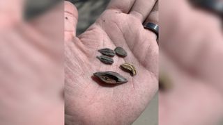 The dry desert conditions of northwest Utah preserve artifacts well -- even organic ones like melon seeds, peanut shells and Chinese dates. These remnants of Chinese railroad workers' diets suggest that the immigrants were still eating comfort food from home, even in remote Terrace.