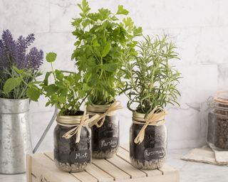 A trio of mason jars filled with fresh mint, cilantro and rosemary herbs