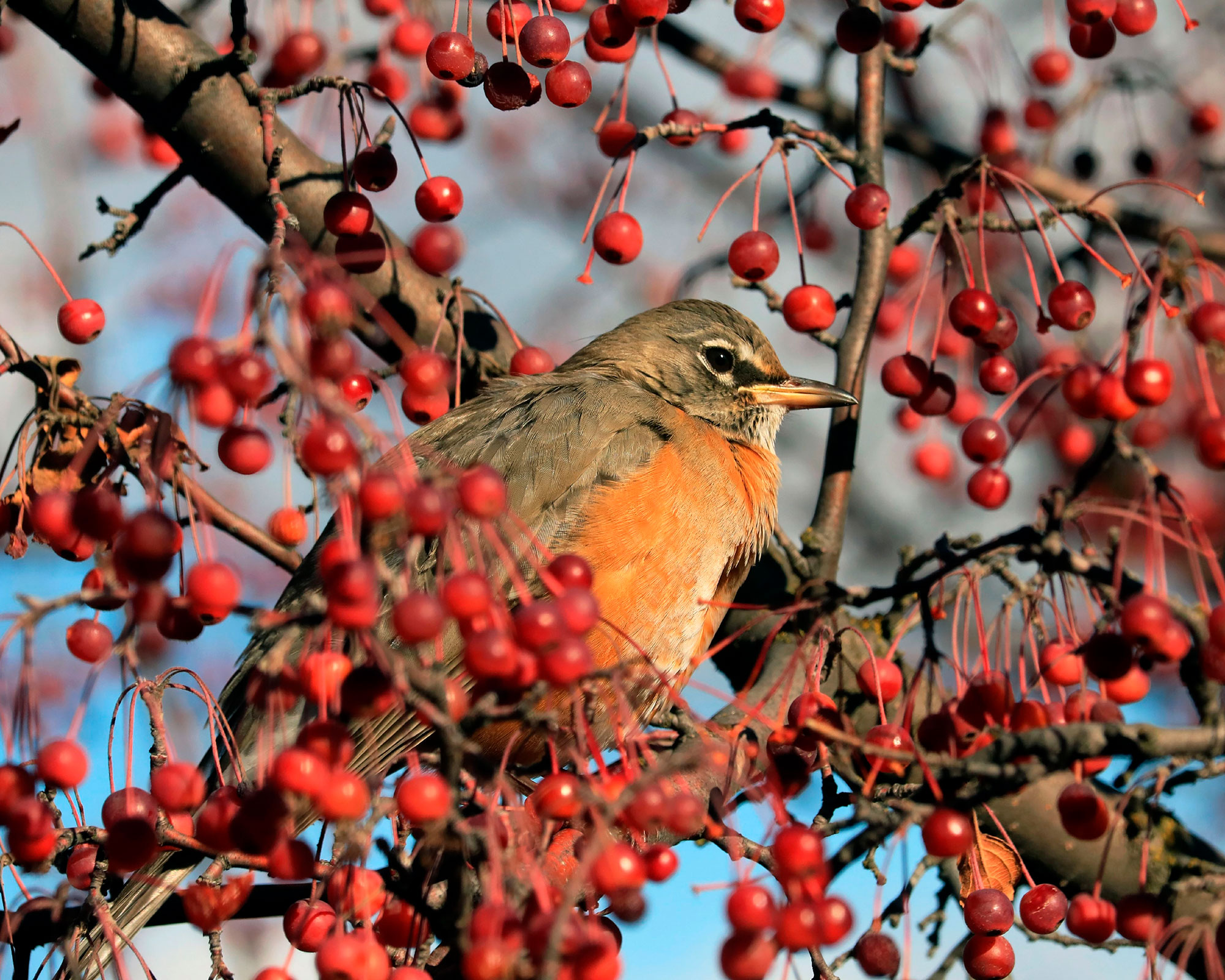 Close up of robin Turdus migratorius perched in ornamental crab apple tree and surrounded by red berries.