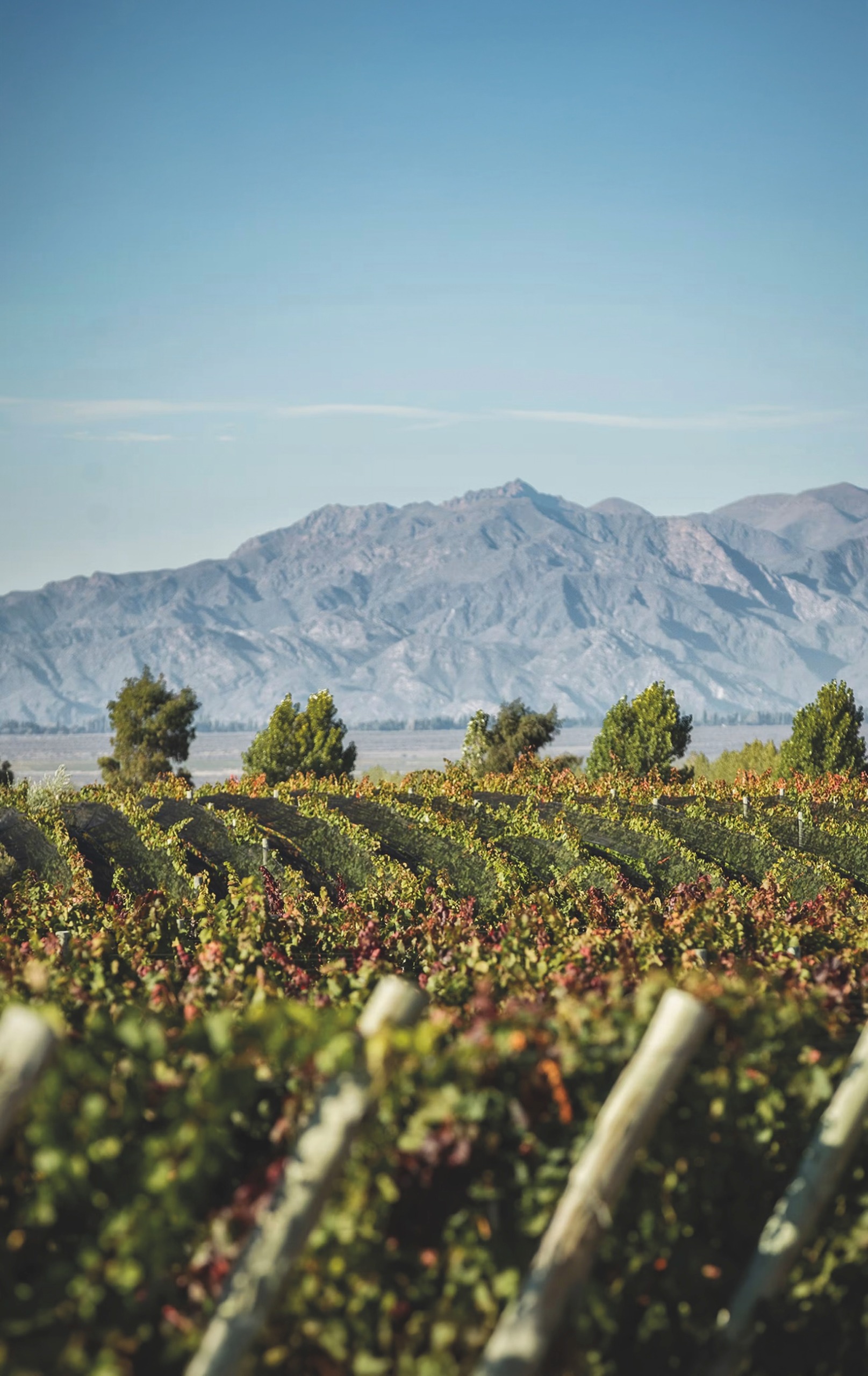 Terrazas de los Andes&amp;rsquo; Lic&amp;aacute;n vineyard at 1,200m in Las Chacayas