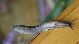 Close-up of a slug crossing window pane and wooden window frame
