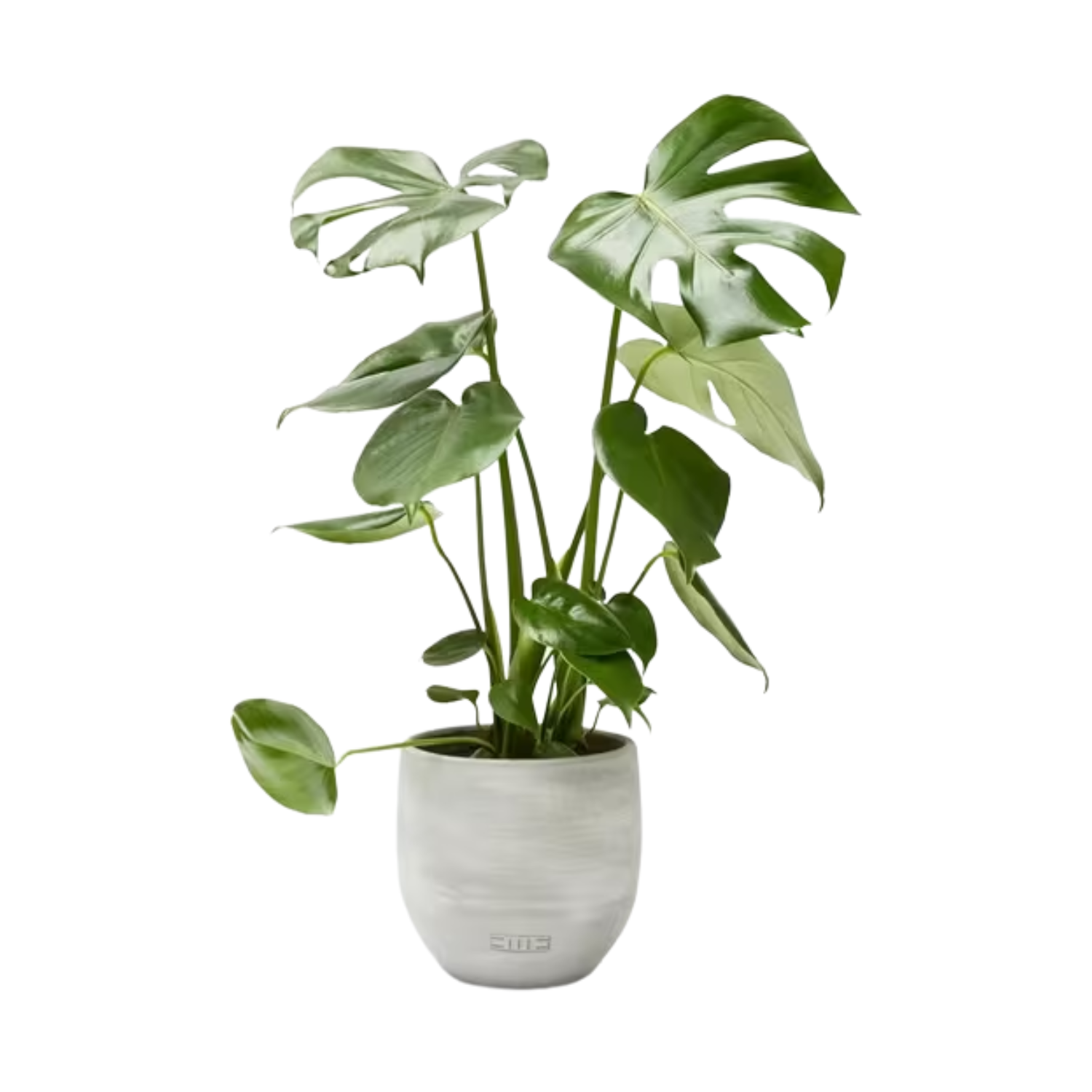 The Little Botanical's Monstera in a Ceramic planter from John Lewis