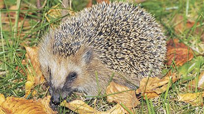 help hedgehogs in winter and beyond