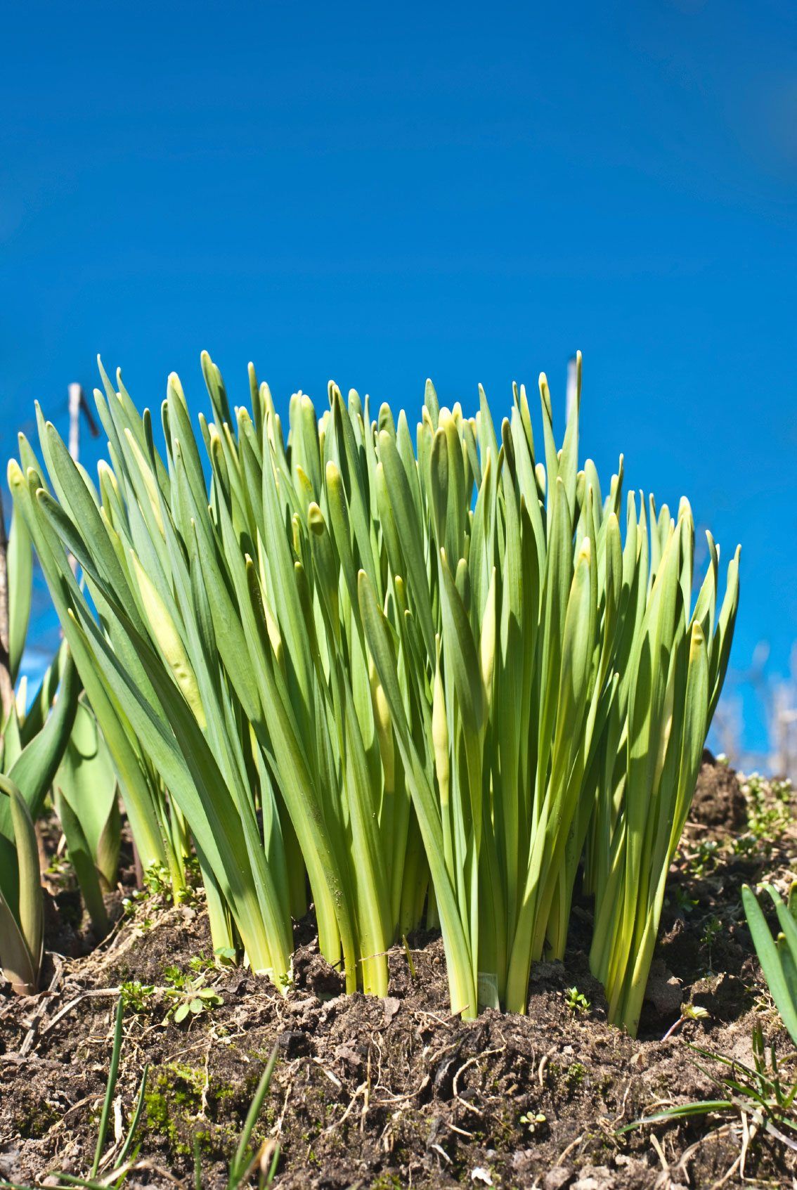 Grass Like Plant Growing Out Of Soil